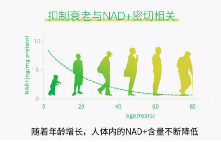 杉宝NMN:谁将破局 引领全民百岁时代?