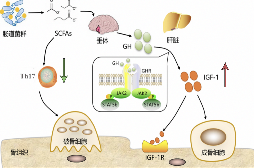 下一代益生菌新突破，赛哺高科技赋能国产菌新崛起