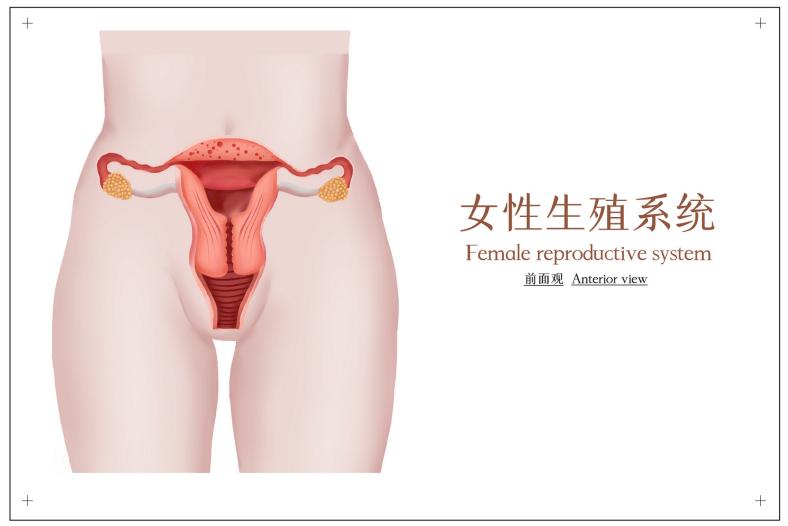 摄图网_401789439_banner_女性生殖性系统医学插画（企业商用）