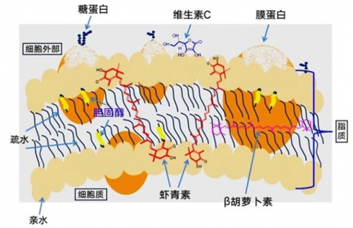 抗氧化护健康，TIMESHOP虾青素独具特色