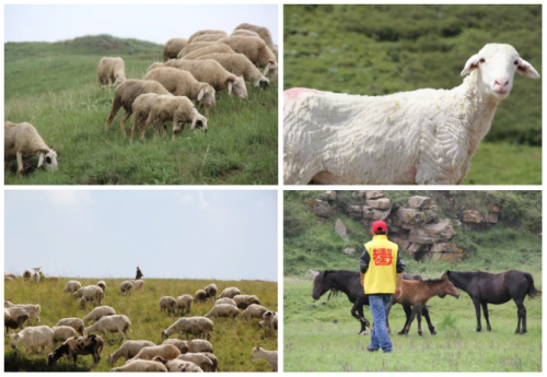 内蒙古中散集团以草原散养的纯正食材，为大众提供绿色养殖的健康食品