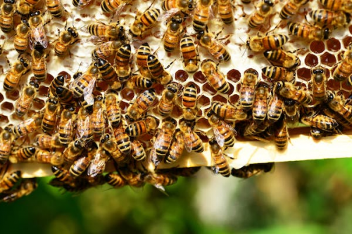 蜂蜜都有哪些好处？BEE WORDS蜂之语专注蜂产品三十年图1