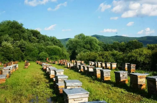 蜂蜜都有哪些好处？BEE WORDS蜂之语专注蜂产品三十年图3