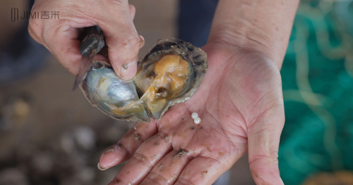 流沙南珠：海洋珍珠世界里的自然瑰宝