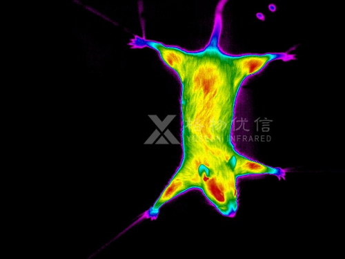 格物优信科研领域专用高清红外热像仪，助力科研项目顺利推进