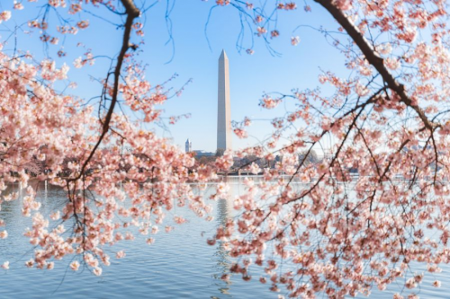 华盛顿特区国家樱花节将于2024年3月23日至26日将达到盛花期