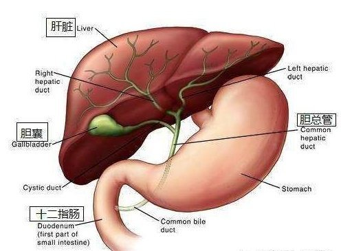 别把胆囊炎当胃病！身体出现这4个表现要尤为注意