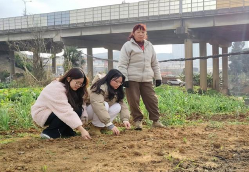 《“姜”采收难题迎刃而解，生姜收获机助力农业提效》