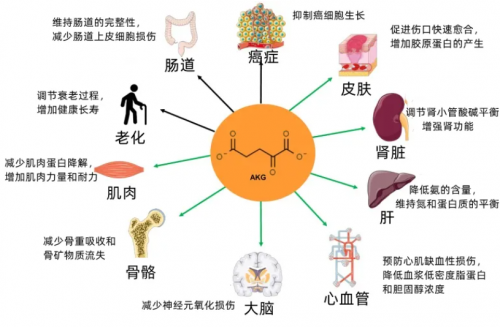 延寿 50%！新加披“抗衰国师”公布全新抗衰物质，上线1小时成交超百万