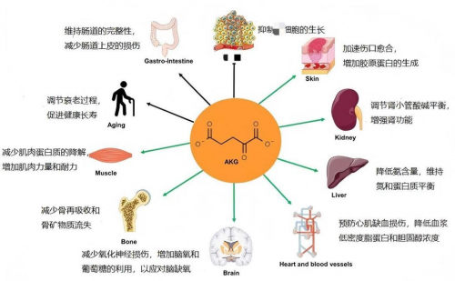 益活新AKGpro是智商税吗？临床数据吊打NMN，销量已超10万瓶