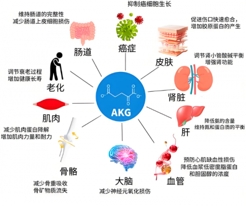 吊打NMN，延寿50%？“益活新 AKGpro” 引领长寿新变革