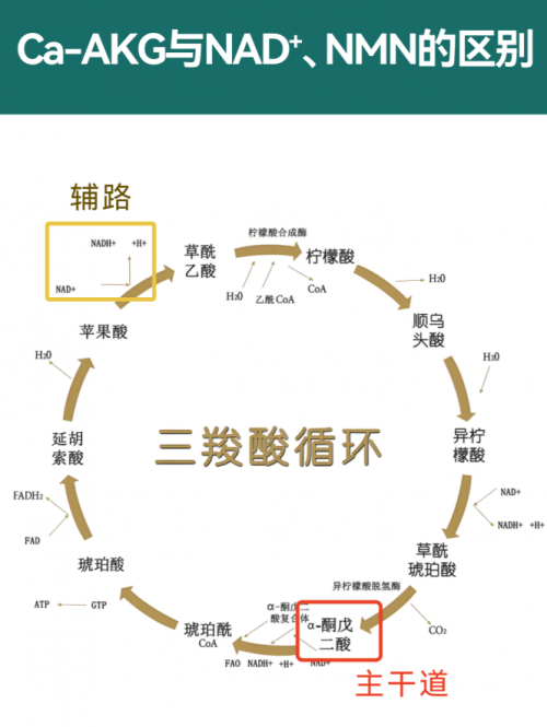 延寿 50%？抗衰物质 AKG 走红，它到底和 NMN 有啥区别？