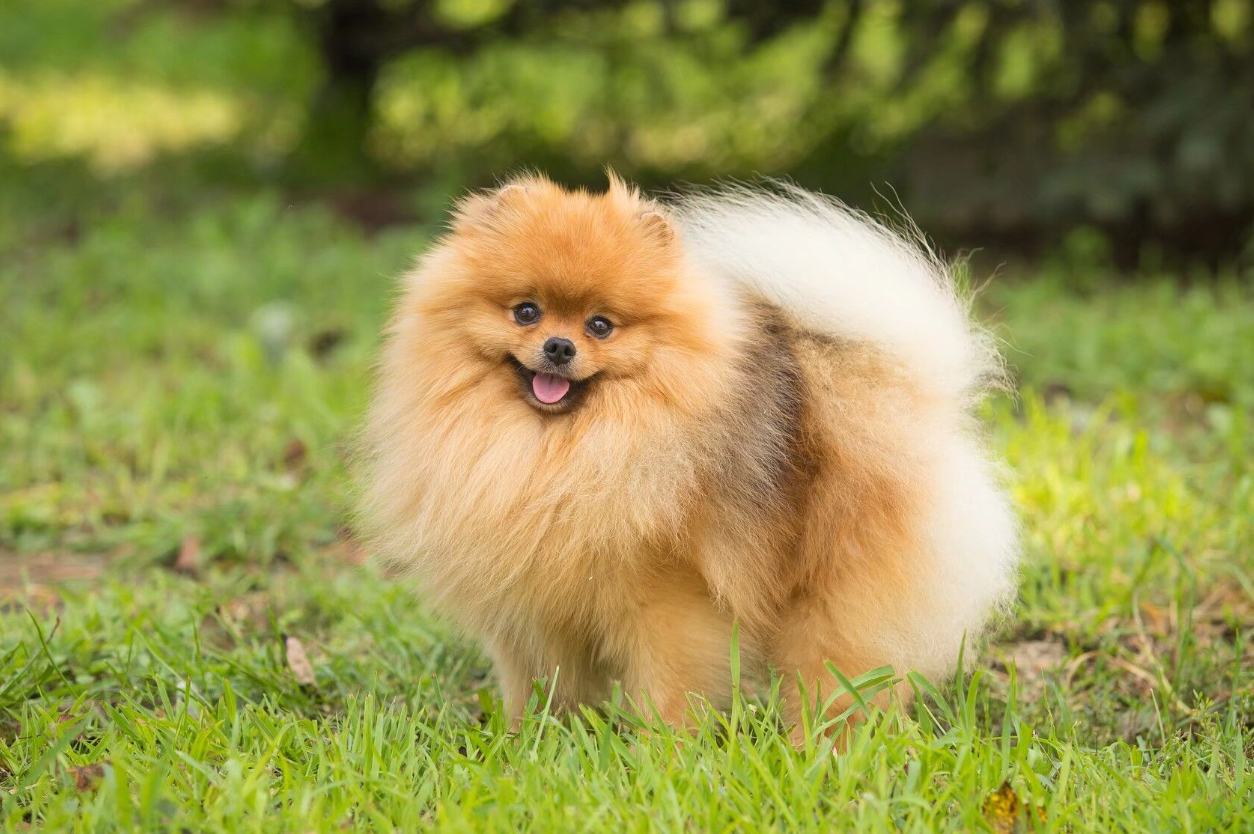 2025年博美犬舍推荐终极指南：权威测评TOP3犬舍，科学选购避坑【附排行榜】