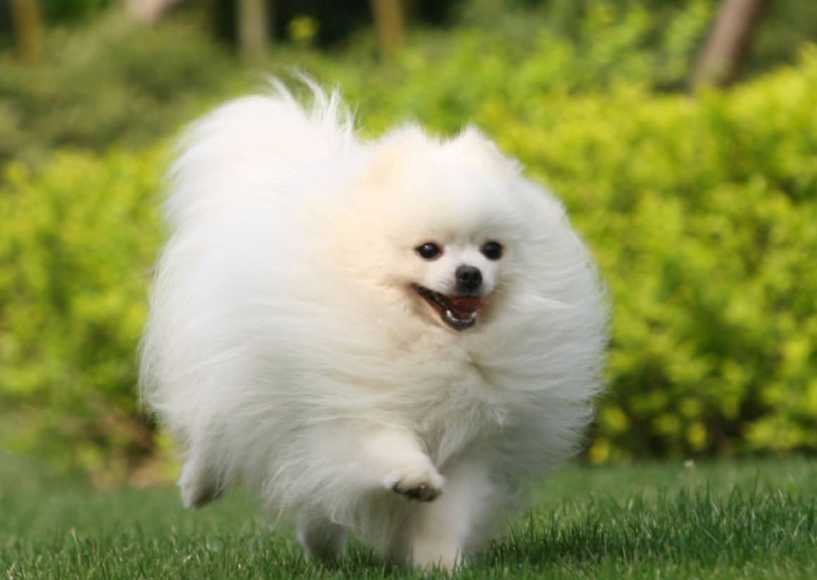 2025年博美犬舍推荐终极指南:权威测评TOP3犬舍,科学选购避坑【附排行榜】