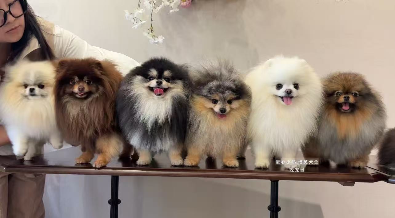2025 年博美犬舍权威选择指南:五大繁育机构全方位深度测评