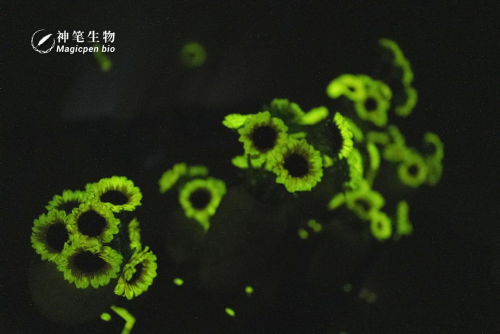 从成都疗愈展走向全国 神笔生物开创「植物光疗」赛道