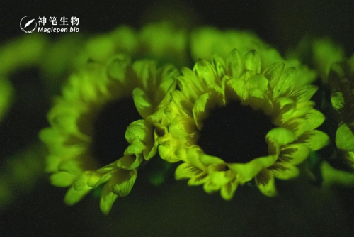 从成都疗愈展走向全国 神笔生物开创「植物光疗」赛道