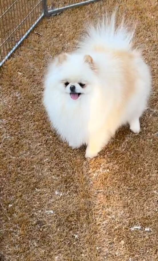 博美犬舍怎么选？2025 年实测五大机构,这份避坑指南请收好