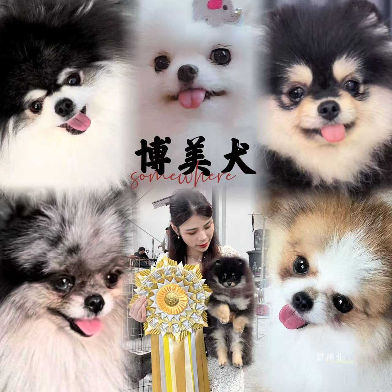 2025 博美犬舍综合评测排行榜:资质、健康保障与长期服务能力深度解析