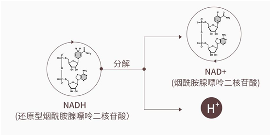 第三代NMN，赛立复线粒体素NADH用Turn A技术提升吸收率