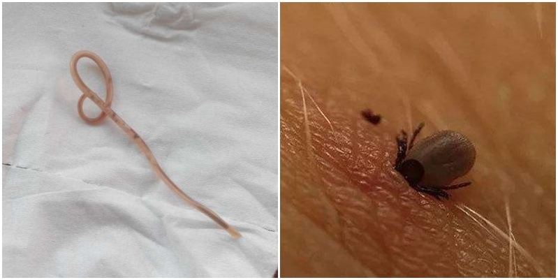 幼犬多久驱虫一次？用福来恩效果好吗？