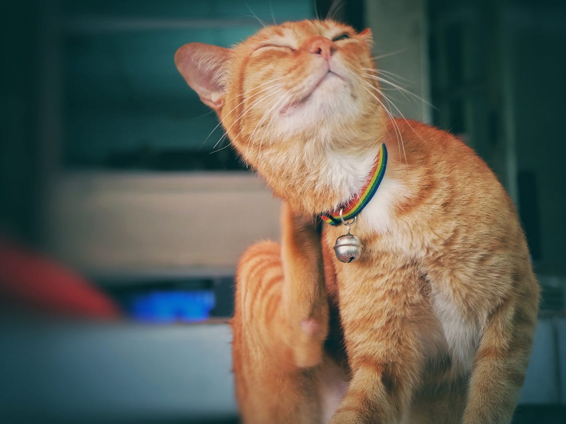 猫跳蚤怎么去除？简单消灭猫跳蚤办法