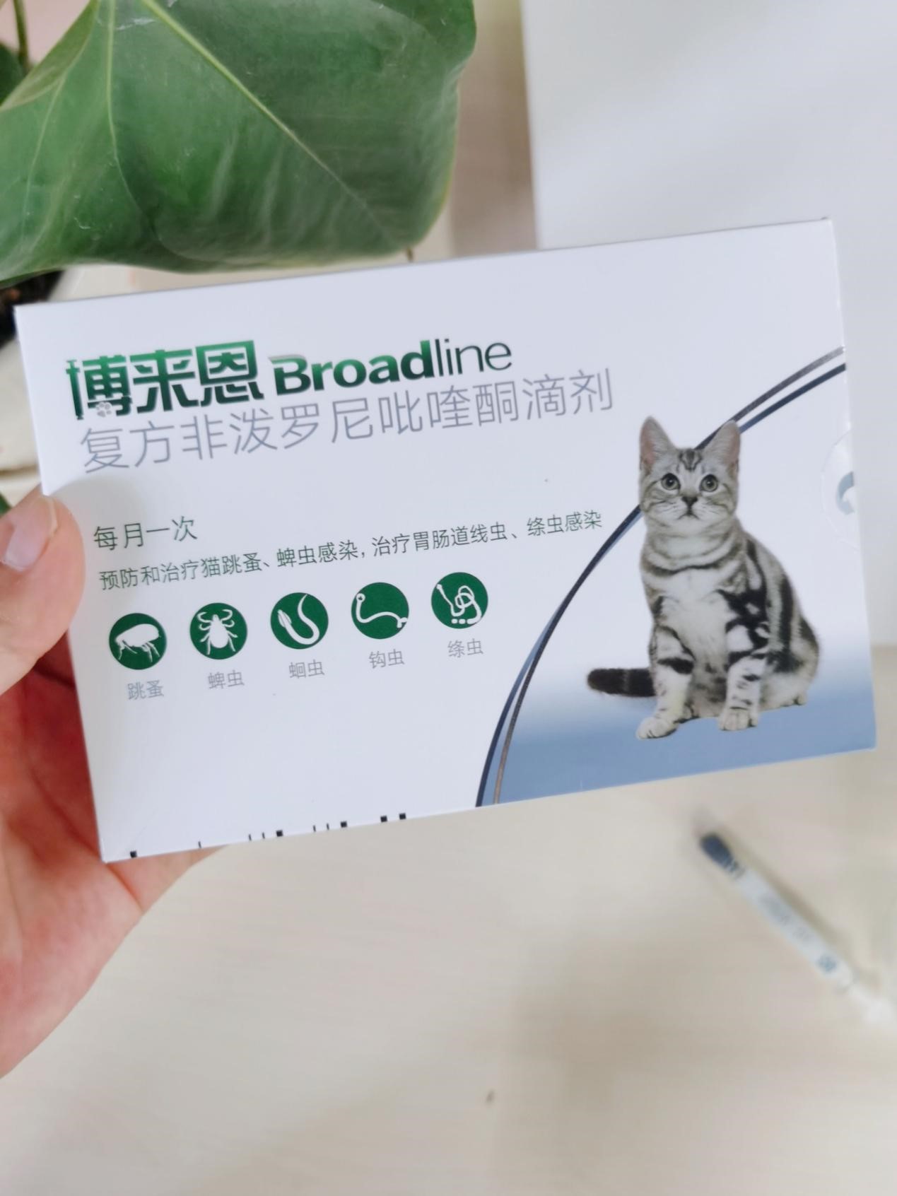 猫跳蚤怎么去除？简单消灭猫跳蚤办法