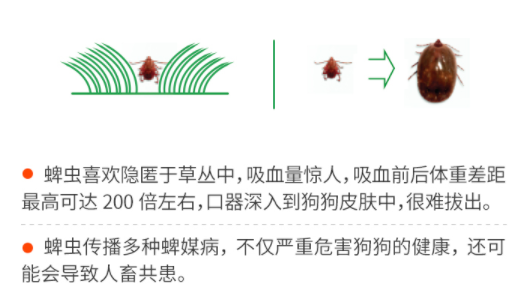 狗妈测评：大宠爱和福来恩体外驱虫哪个好