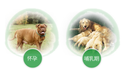 狗狗驱虫药什么牌子好?很多铲屎官都选它 狗狗驱虫药什么牌子好?很多铲屎官都选它