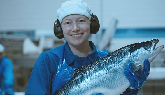挪威三文鱼，安全海产品的典范-衡水热线网