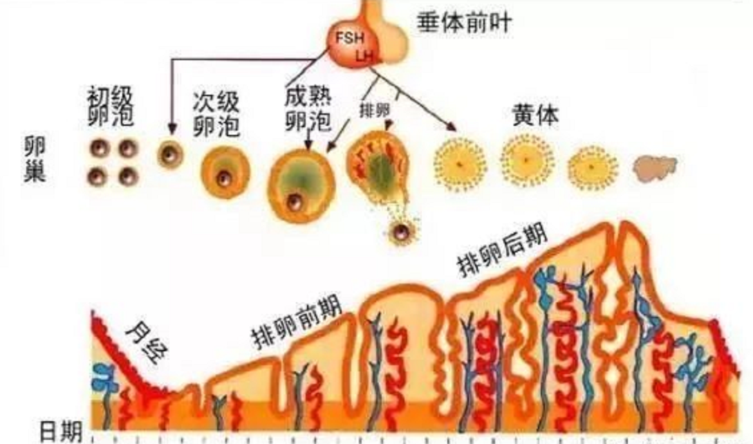 内膜壁