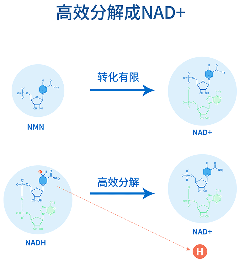 NADH是什么？与NMN有什么区别？