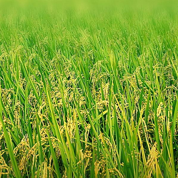 柳州农业农产品整合行业 招商运营资源的专业平台