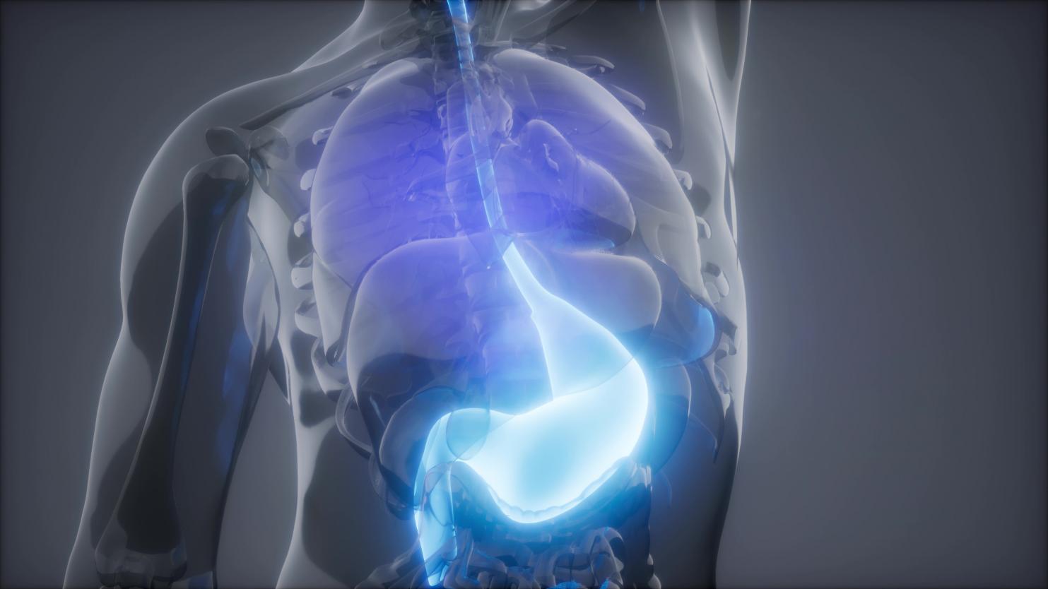 摄图网_300024711_人体胃发光的科学解剖扫描人体胃放射学检查（非企业商用）