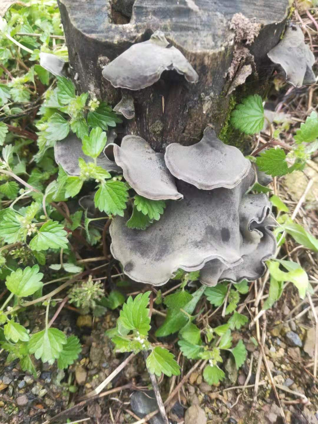 湖南大健康产品整合行业招商运营资源的专业平台