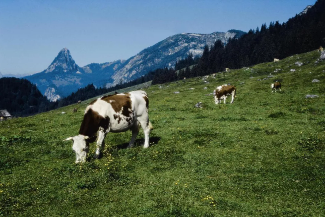 牛在草地上吃草

描述已自动生成