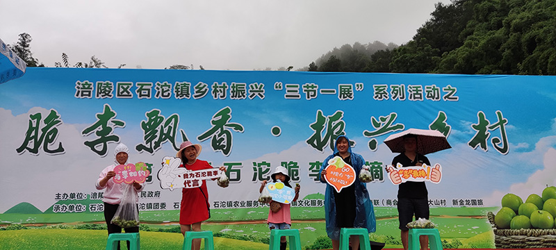 石沱开启助农增收模式 脆李节吸引数百名游客
