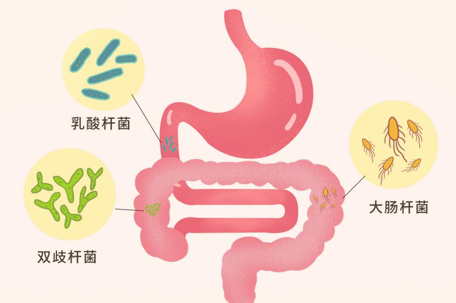 摄图网_401807462_banner_肠道益生菌科普插画(非企业商用)