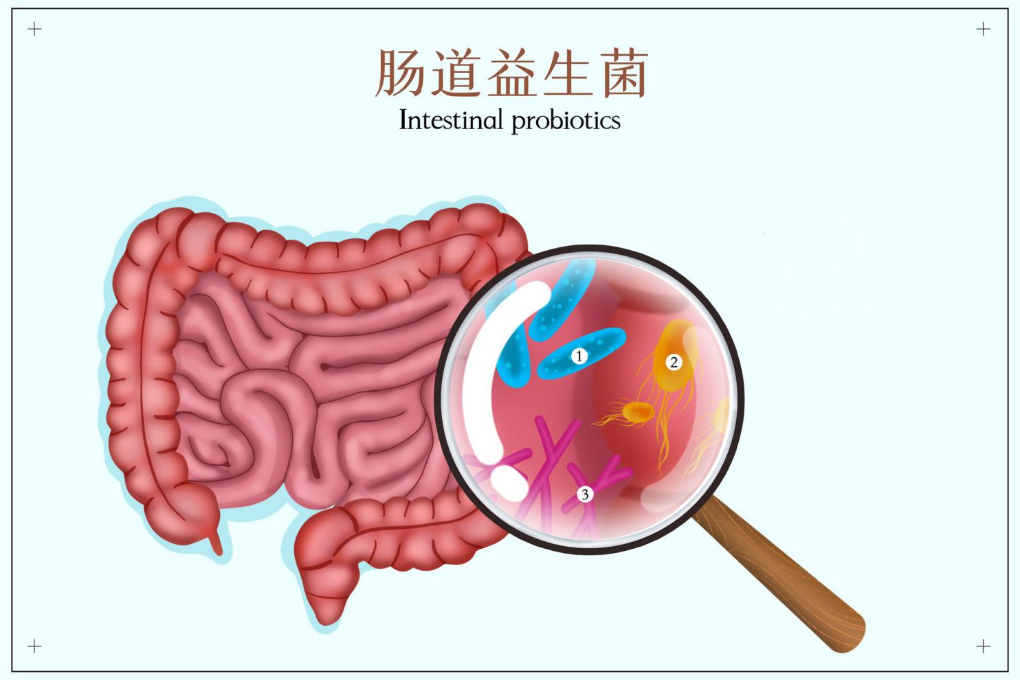 摄图网_401807904_banner_肠道里的益生菌插画(非企业商用) (1)