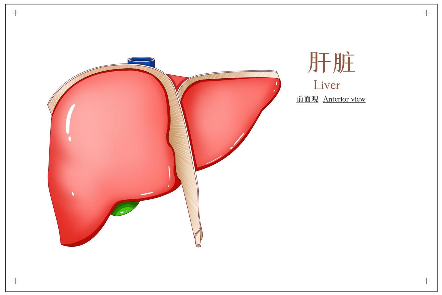 摄图网_401789417_banner_肝脏前面观医疗插画(非企业商用)