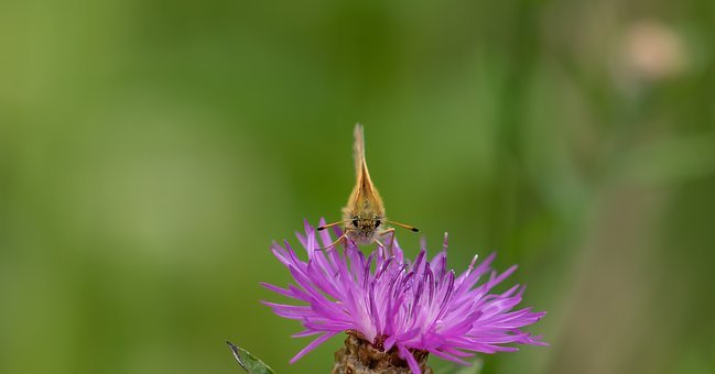IMG_256