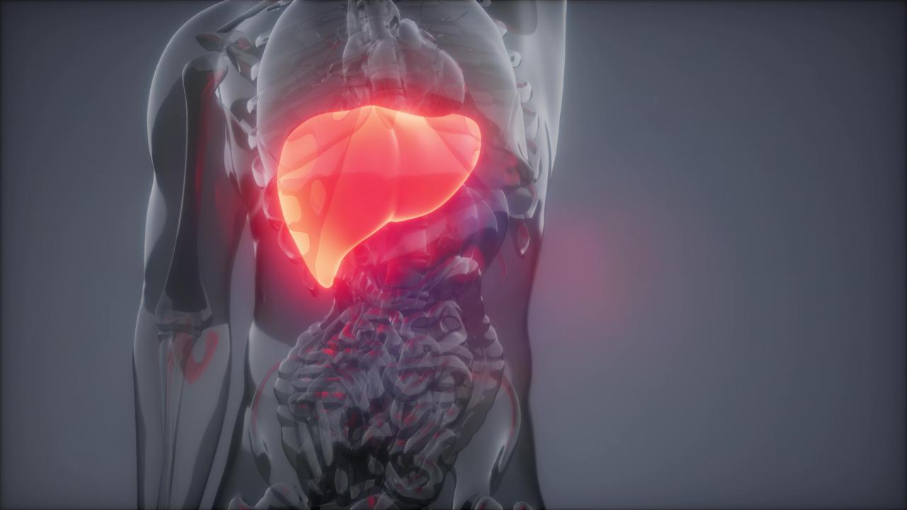 摄图网_300024152_人类肝脏发光的科学解剖扫描人类肝脏放射学检查（非企业商用）