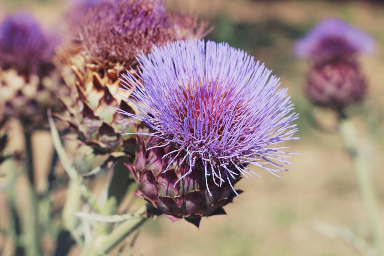 摄图网_300631554_banner_蓟花照片色调风格Instagram过滤器(非企业商用)