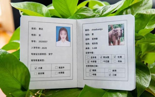 众盼已久的“大象驾驶证”终于开考！