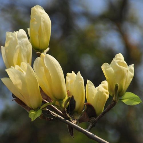 http://t14.baidu.com/it/u=10091396,2313578715&fm=224&app=112&f=JPEG?w=500&h=500