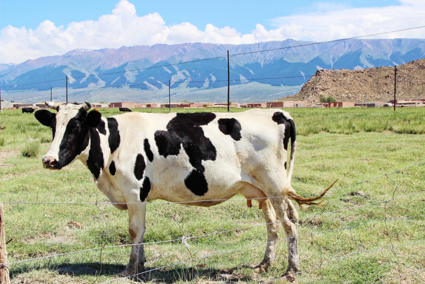 摄图网_500995575_banner_新疆巴里坤草原牧场奶牛（非企业商用）