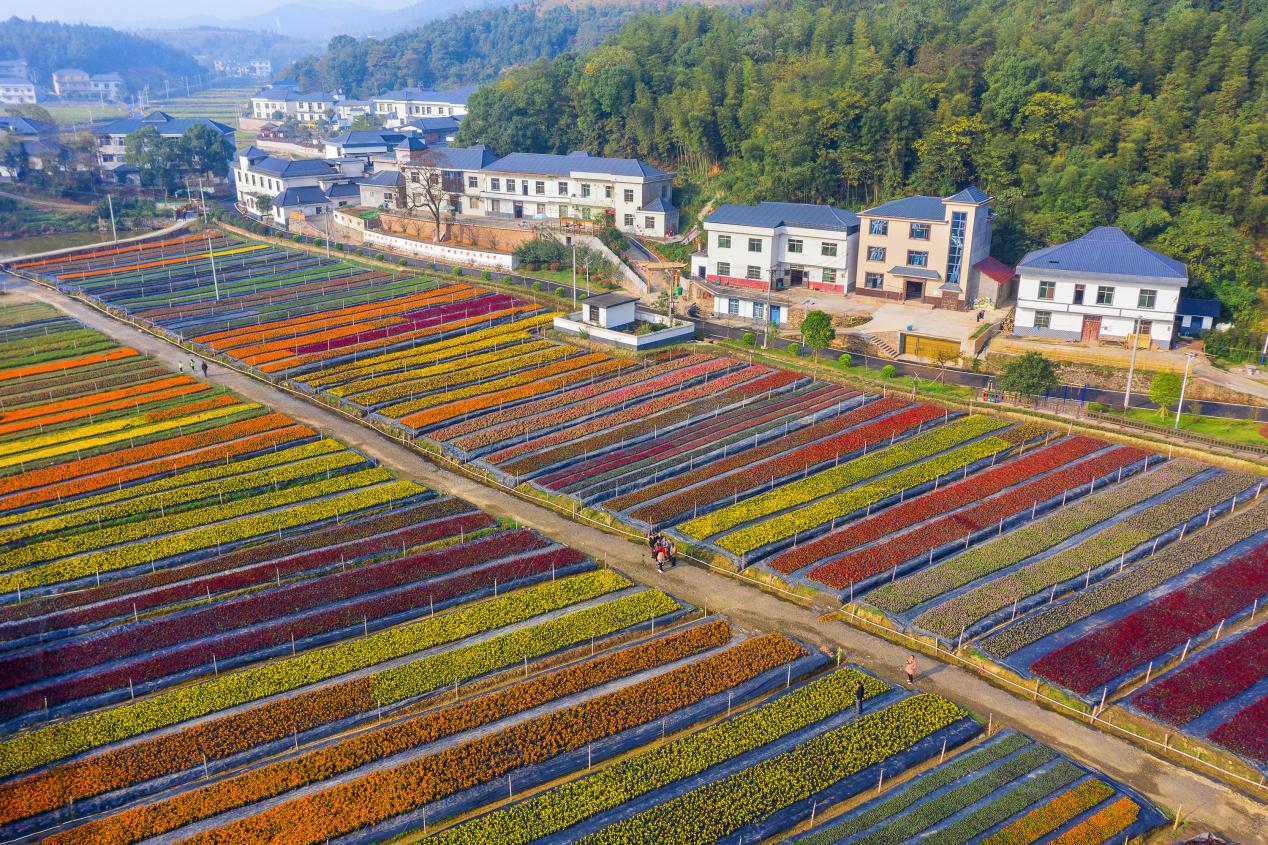 打造村级集体经济土地入股的苗圃基地