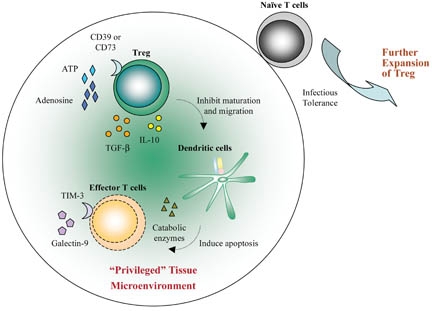 Immunoregulation_by_regulatory_T_cells_(Treg).