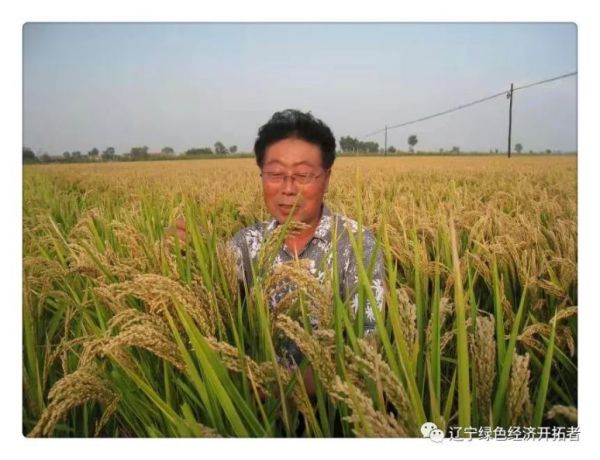 高级研究员刘福信：党旗下的水稻育种专家——许雷。