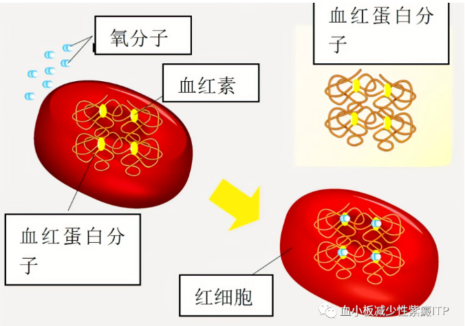 西安血液病医院  头晕乏力是贫血？那么医学上所说的‘贫血’是什么呢？朱艳红朱院长